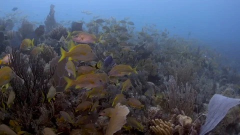 Schooling Fish Cuba Kip Evans Stock-Footage 87756503