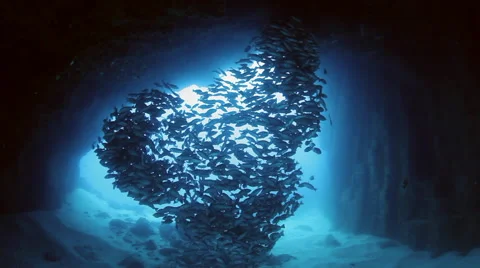 Schooling Fish in Deep Cavern at Cocos Island Vidéo 57330759