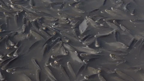 Schooling Fish Dying at Polluted Waters Stockbeeldmateriaal 97756409