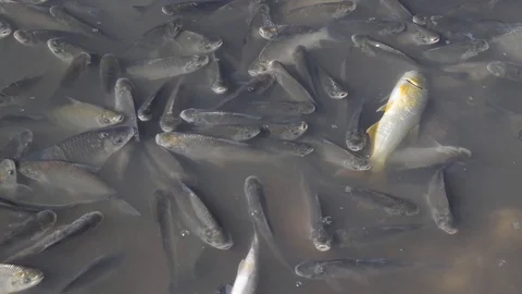 Schooling Fish Dying at Polluted Waters 스톡 동영상 97758511