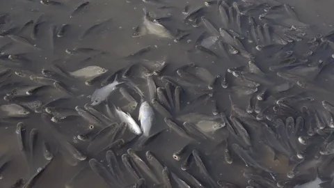 Schooling Fish Dying at Polluted Waters Stockbeeldmateriaal 97758518