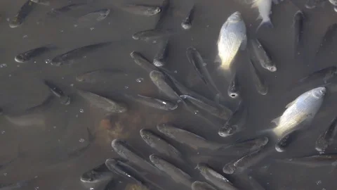 Schooling Fish Dying at Polluted Waters Stockbeeldmateriaal 97758519