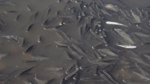 Schooling Fish Dying at Polluted Waters 스톡 동영상 97758523