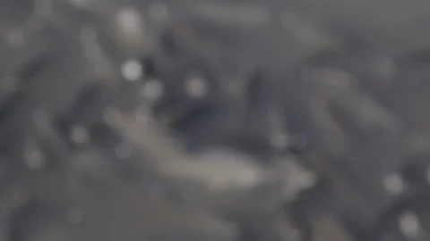 Schooling Fish Dying at Polluted Waters Stockbeeldmateriaal 97758826