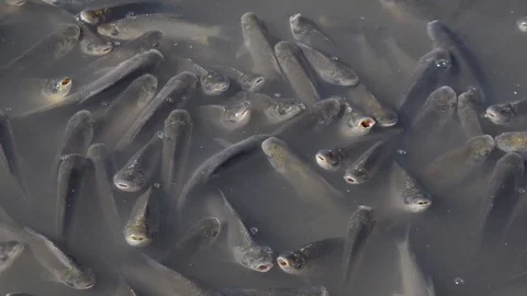 Schooling Fish Dying at Polluted Waters Stockbeeldmateriaal 97758873