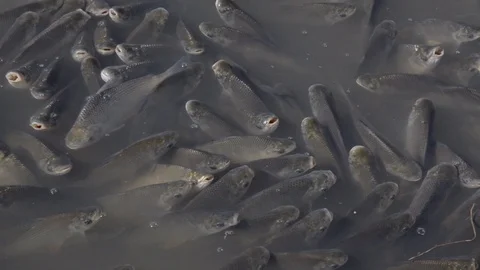 Schooling Fish Dying at Polluted Waters Stockbeeldmateriaal 97758876