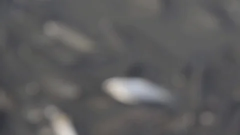 Schooling Fish Dying at Polluted Waters Stockbeeldmateriaal 97758877