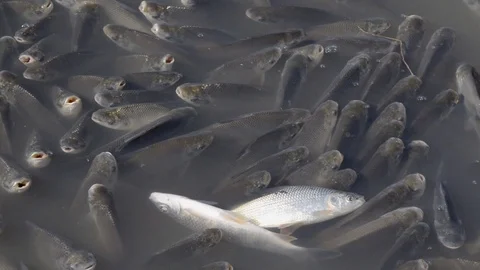 Schooling Fish Dying at Polluted Waters Stockbeeldmateriaal 97759202