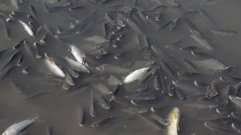 Schooling Fish Dying at Polluted Waters Stockbeeldmateriaal 97759368