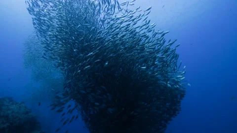 Schooling Fish || Fish &amp; Reef Stock Footage 149965209