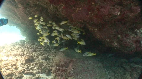 Schooling Fish Stock Footage 5265801