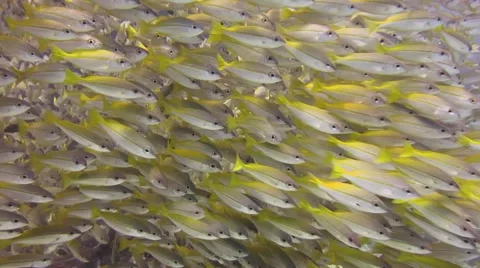 Schooling Fish Stock Footage 43045628