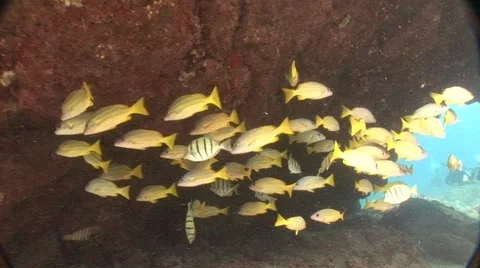 Schooling Fish Kona Stock Footage 5267944