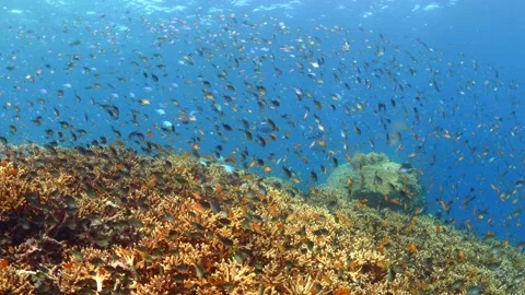 Schooling fish swimming above pristine coral reef Vidéo 164667715