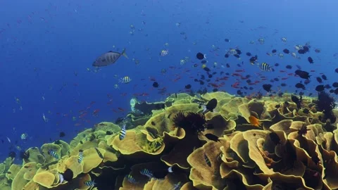 Schooling fish swimming above pristine coral reef Stock Footage 164668282