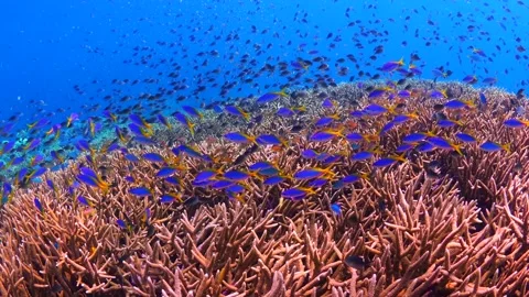 Schooling fish swimming above pristine coral reef Stock Footage 164668304