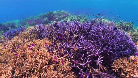 Schooling fish swimming above pristine coral reef Stock Footage 164668426