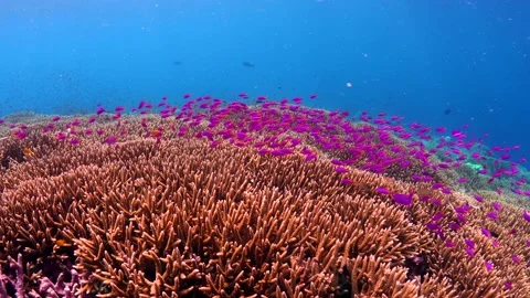 Schooling fish swimming above pristine coral reef Stock Footage 164668478
