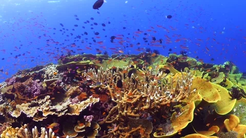 Schooling fish swimming above pristine coral reef Stock Footage 164668737
