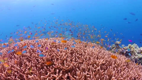Schooling fish swimming above pristine coral reef Stock Footage 164669091
