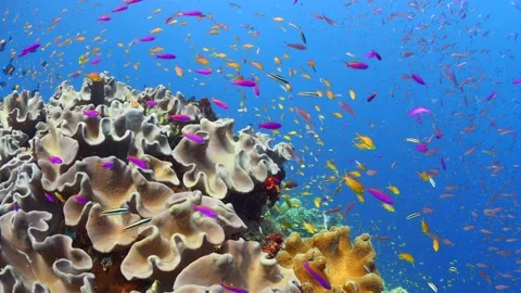 Schooling fish swimming above pristine coral reef Stock Footage 164669134