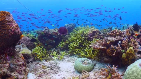 Schooling fish swimming above pristine coral reef Stock Footage 164669143