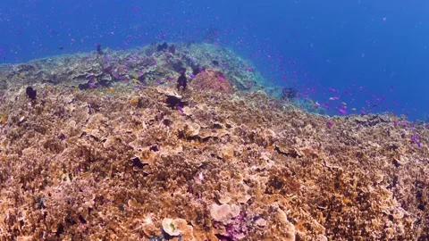 Schooling fish swimming above pristine coral reef Stock Footage 164669191