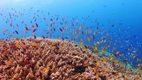 Schooling fish swimming above pristine coral reef Stock Footage 164669197