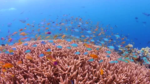 Schooling fish swimming above pristine coral reef Stock Footage 164669213