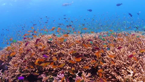 Schooling fish swimming above pristine coral reef Vidéo 164669409