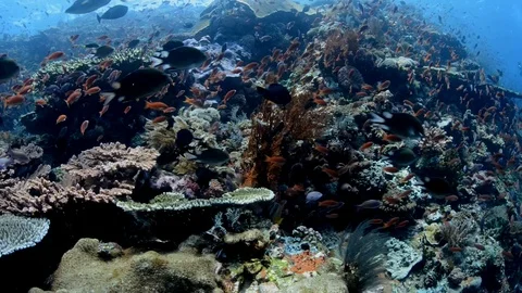 Schooling Fish on a Tropical Reef Stock Footage 112256238