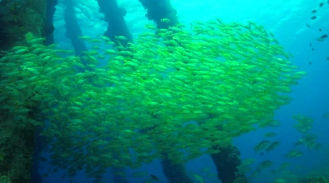 Schooling fish under the pier Video stock 47490344