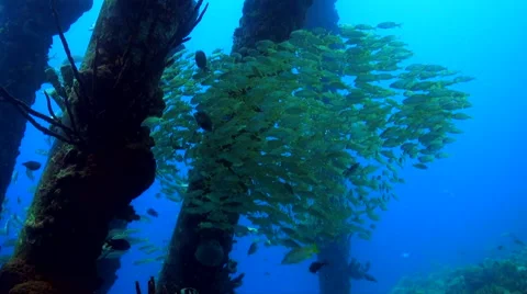 Schooling fish under the pier Video stock 47490464