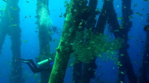 Schooling fish under the pier Video stock 47490635
