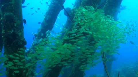 Schooling fish under the pier Video stock 47490919