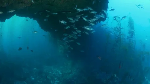 Schooling fish under the Santa Barbara Arch Stock Footage 99397756