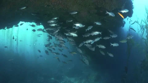 Schooling fish under an underwater arch, part 2 Stock Footage 151815574