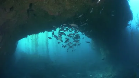 Schooling fish under an underwater arch, part 1 Vidéo 151815649