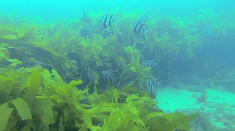 Schooling fish underwater. 스톡 동영상 43252599