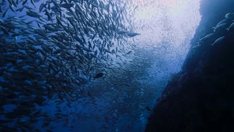 Schooling Fish || Underwater Scene Stock-Footage 149965250