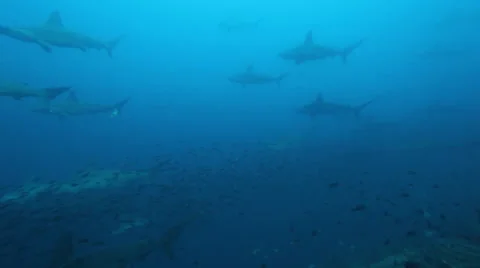 Schooling hammerhead sharks in the blue Stock Footage 42950178
