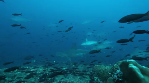 Schooling hammerhead sharks on the drop-off Video stock 42951798