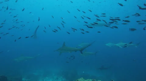 Schooling hammerheads pass in the blue Stock-Footage 42950196