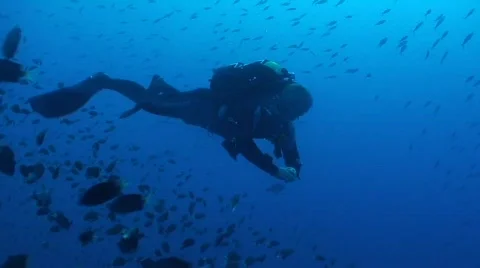 Schooling jackfish part 1 Stock Footage 355129