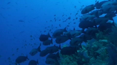 Schooling jackfish part 3 Stock Footage 355113