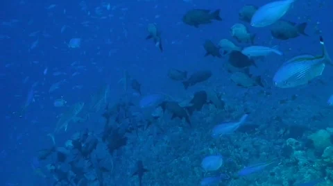 Schooling jackfish part 4 Stock Footage 355108