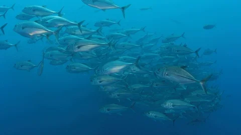 Schooling Jacks Circling Kip Evans Stock-Footage 87756504