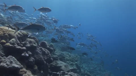 Schooling Jacks Stock Footage 56000602