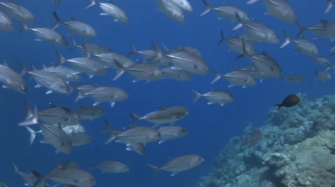 Schooling Jacks Stock Footage 56000644