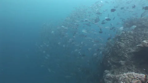 Schooling Jacks Stock Footage 56001180